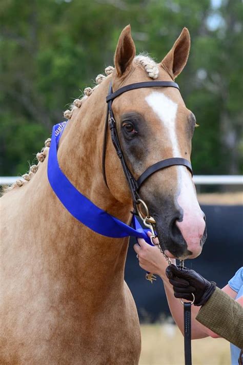 11 Interesting Facts About Palomino Horses